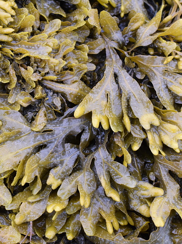 The brown algae seaweed Fucus spiralis spiral wrack growing on a rock on atlantic seashore