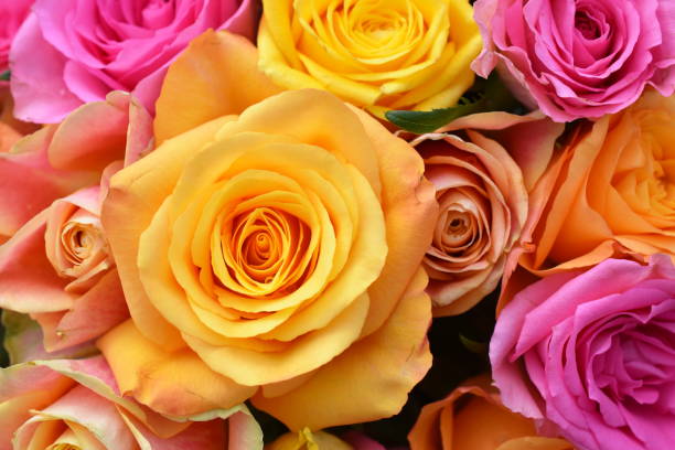 Close-up on bouquet of roses in yellow orange and pink colors