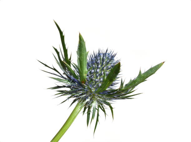 istock eryngium plant flower 1397325805
