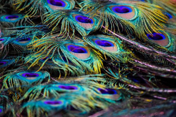 Peacock feathers macro, peacock feathers close-up