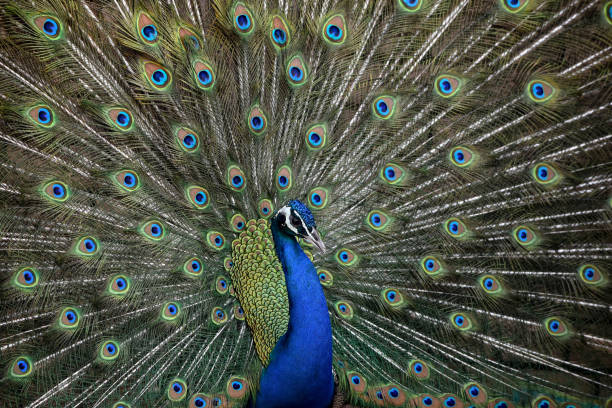 istock Set yourself apart with a show-stopping peacock background 1397326184
