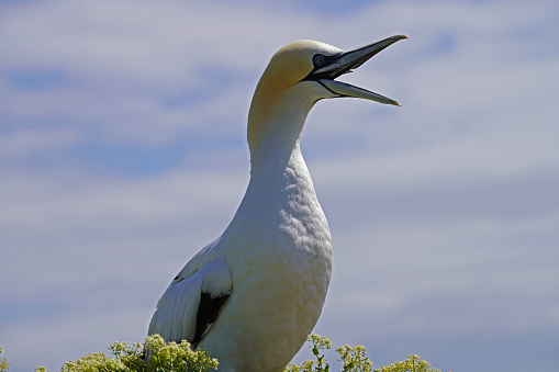 Gannets on the island of Helgoland. The gannet, a goose-sized seabird, is the most northerly breeding species in the gannet family.\