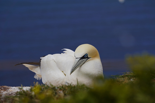 Gannets in your nest. The gannet, a goose-sized seabird, is the most northerly breeding species in the gannet family.\