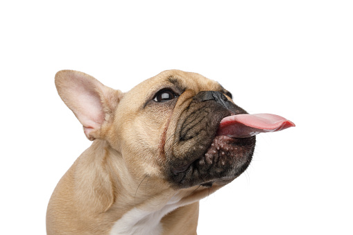 Close-up portrait of a French bulldog showing his tongue on isolated white background, side view