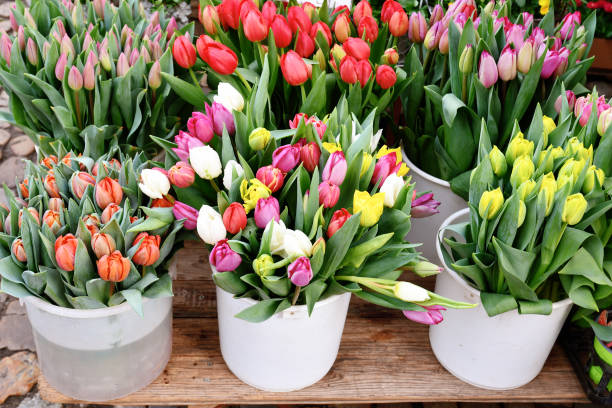 istock Colorful spring tulip flowers 1397327341