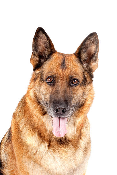 istock german sheepdog portrait 139732904