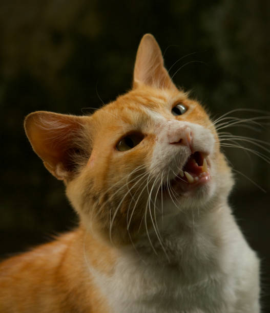 istock cute male cat 1397329198