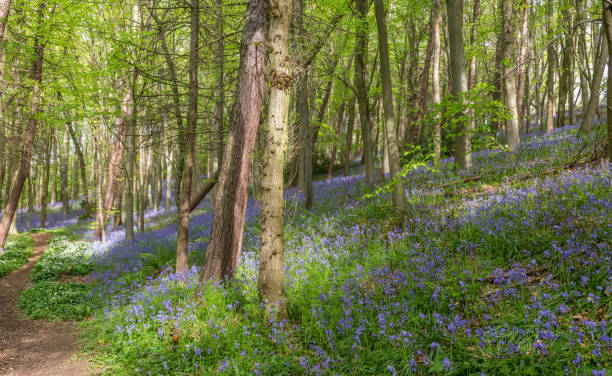 vistas incríveis como os bluebells e wild garlic florescem em bothal woods, morpeth, northumberland - 6723 - fotografias e filmes do acervo