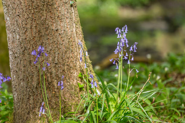 vistas increíbles mientras las campanillas azules y el ajo silvestre florecen en bothal woods, morpeth, northumberland - 6732 fotografías e imágenes de stock