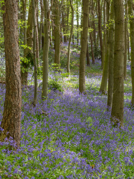 vistas incríveis como os bluebells e wild garlic florescem em bothal woods, morpeth, northumberland - 6731 - fotografias e filmes do acervo