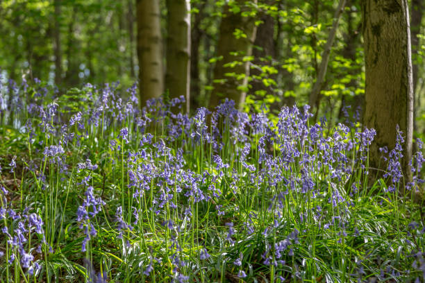 bothal woods, morpeth, northumberland에서 bluebells와 wild garlic이 피는 놀라운 전망 - 6736 뉴스 사진 이미지