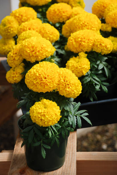 marigolds yellow color (tagetes erecta, mexican marigold) - erecta imagens e fotografias de stock