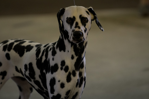 Dalmatian competing in conformation event during a dog show