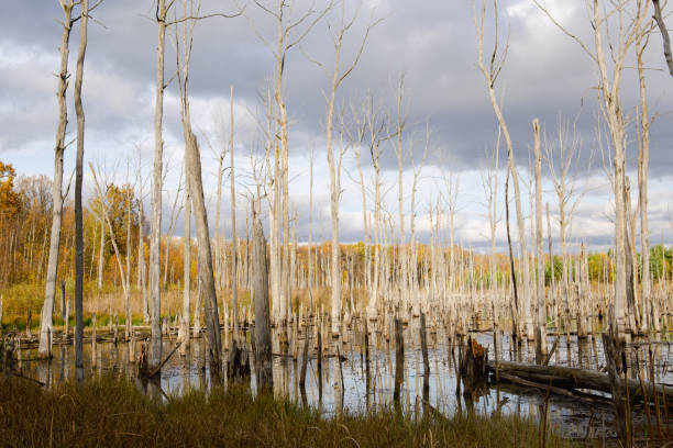 istock A swamp with dry dead trees, logs, and flowering cattails. Environmental problems, waterlogging of the territory, uninhabitable areas. Natural background 1397329801