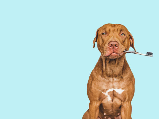 istock Lovable, pretty brown puppy and toothbrush. Close-up 1397329868
