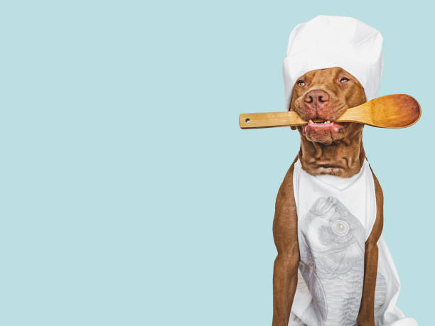 istock Pretty, lovable brown puppy, white chef's hat 1397330403