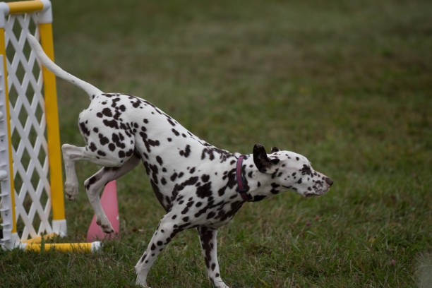 istock Dalmatian over a hurdle during agility 1397330404