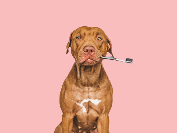 istock Lovable, pretty brown puppy and toothbrush. Close-up 1397330433