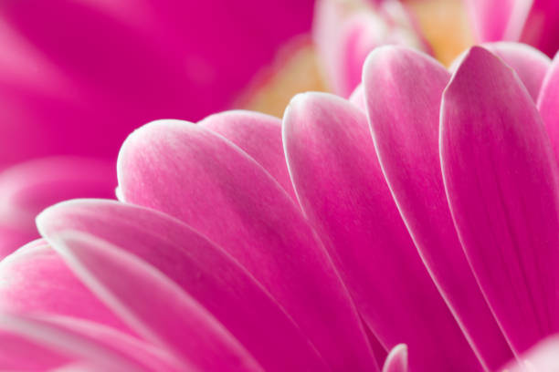 istock Pink gerbera flower close up. 1397330927