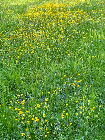 Meadow, rich green with yellow flowers