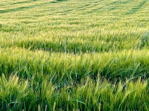 Green barley field in may