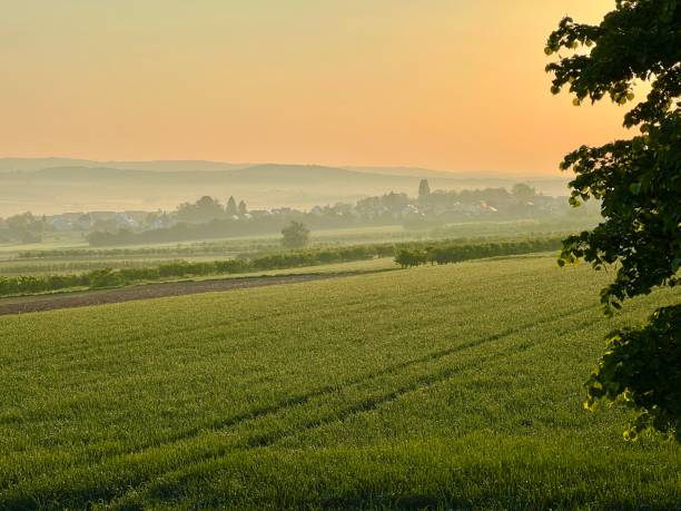 istock Golden morning view of the fields 1397331883