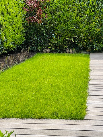 Small piece of lawn surrounded by wooden planks and bush