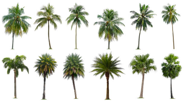 istock Set of coconut and palm trees isolated on white background, Suitable for use in architectural design, Decoration work, Used with natural articles both on print and website. 1397332974