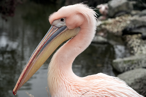 Pink pelican in close-up at the water's edge