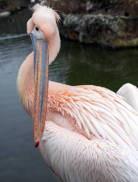 istock Close-up of a pelican 1397333127