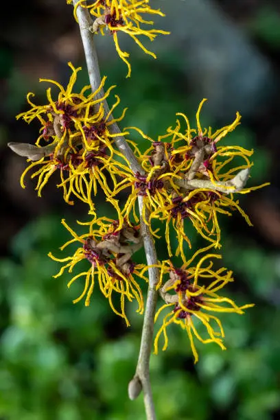 Hamamelis mollis (witch hazel) a winter spring flowering tree shrub plant which has a highly fragrant springtime yellow flower and leafless when in bloom, stock photo image