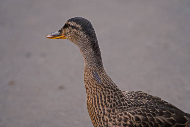 Mallard on a lake in Odense.The mallard is from the duck familyand is the most common and largest swimming duck in Europe.