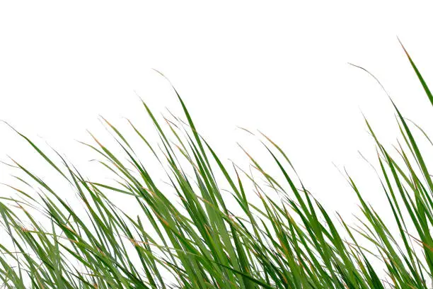 Photo of Long green grass and reeds isolated on white background with clipping path and copy space.