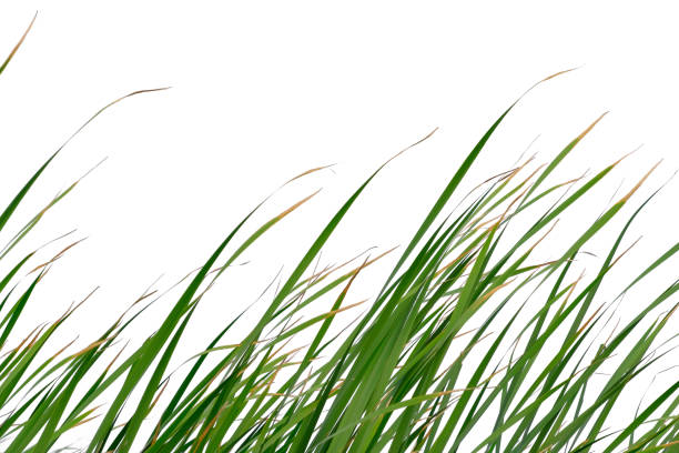 istock Long green grass and reeds isolated on white background with clipping path and copy space. 1397335669