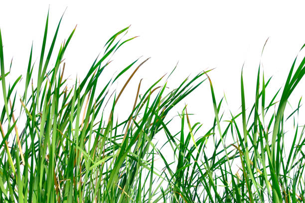istock Long green grass and reeds isolated on white background with copy space. 1397335672