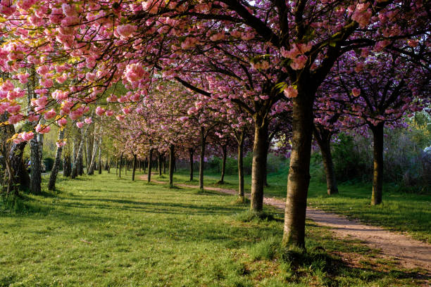 istock a footpath on a green meadow goes along blossoming cherry trees in spring. 1397335682