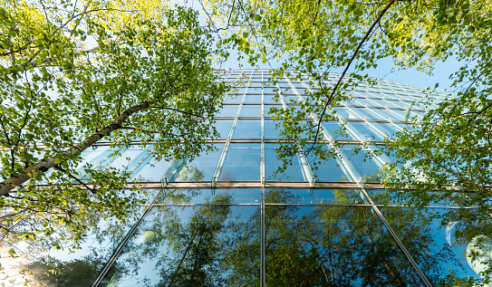 the natural shading provided by trees can help to save energy in the summer.