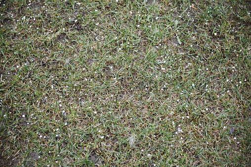 hail on the lawn