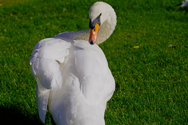 istock swan on a meadow in Odense 1397337578