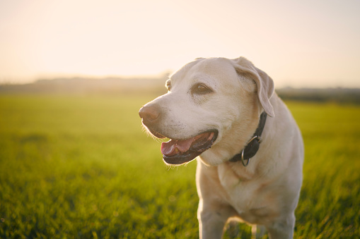 Portrait of old dog at sunset. Close-up of labrador retriever on meadow. 