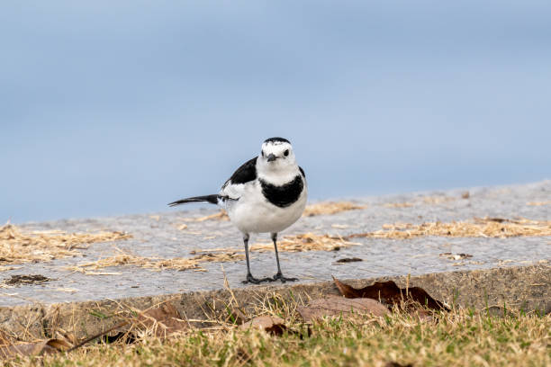 istock Close-up of a standing black-backed wagtails 1397338051