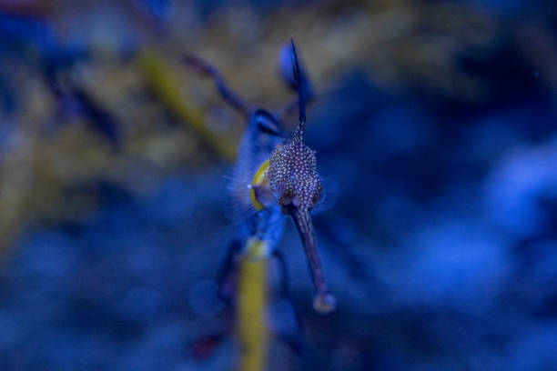 thai fish under the sea