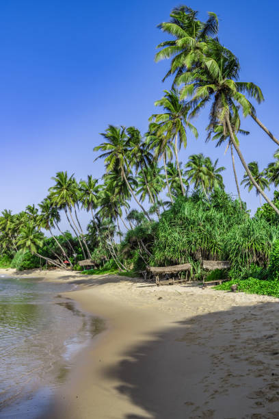 istock Tropical palm trees lean over the coast 1397340733