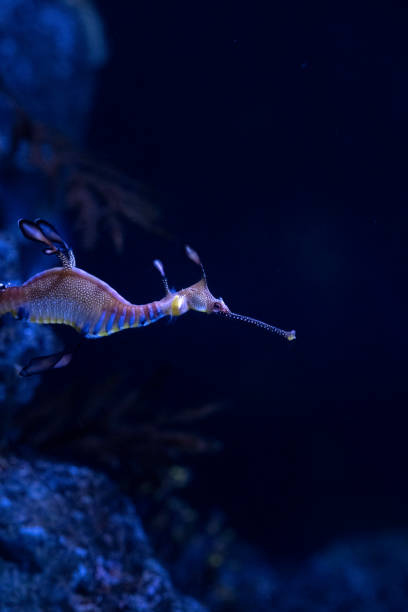 istock Sea Horse 1397340750
