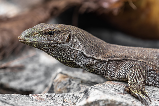 A large monitor lizard basks on a rock near the ocean coast