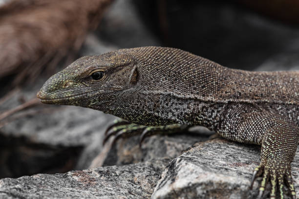 istock A monitor lizard basks on a large stone 1397342491