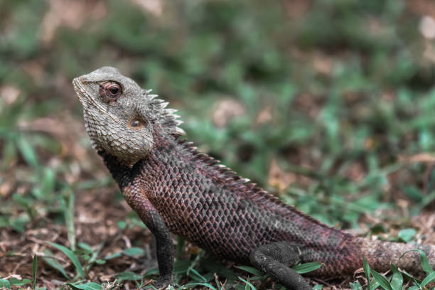 istock A large iguana in the grass 1397342665