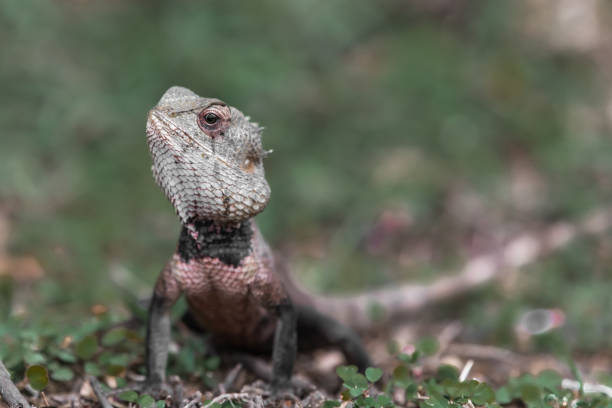 istock A large iguana in a tropical garden 1397342716
