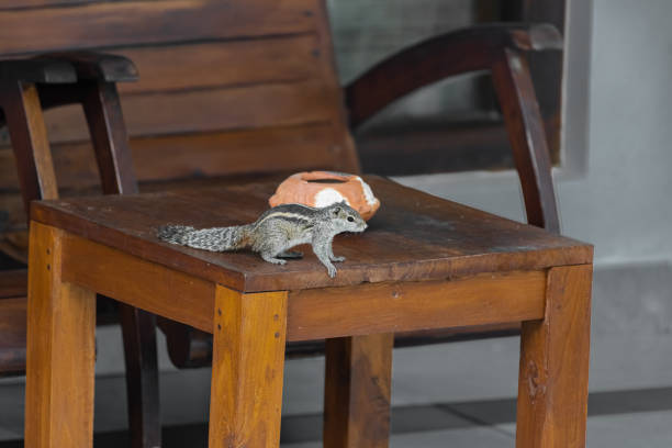 Palm squirrel resting on a wooden chair