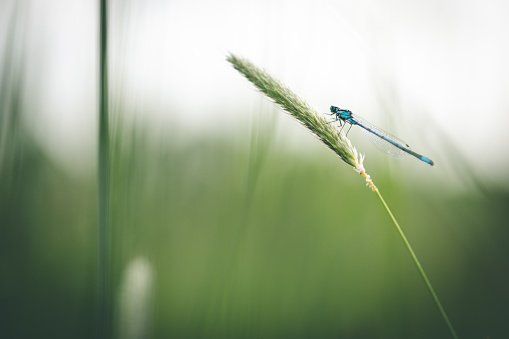 closeup of big green dragonfly over white